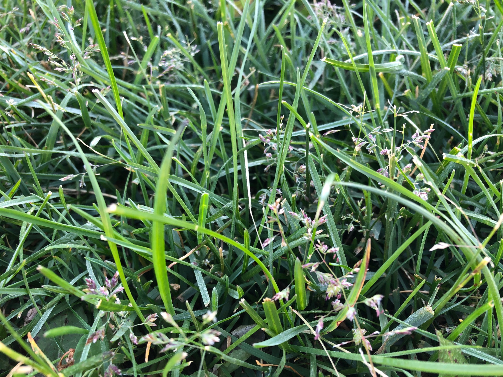 Is my lawn full of weeds? What you need to know about grass seedheads Manderley