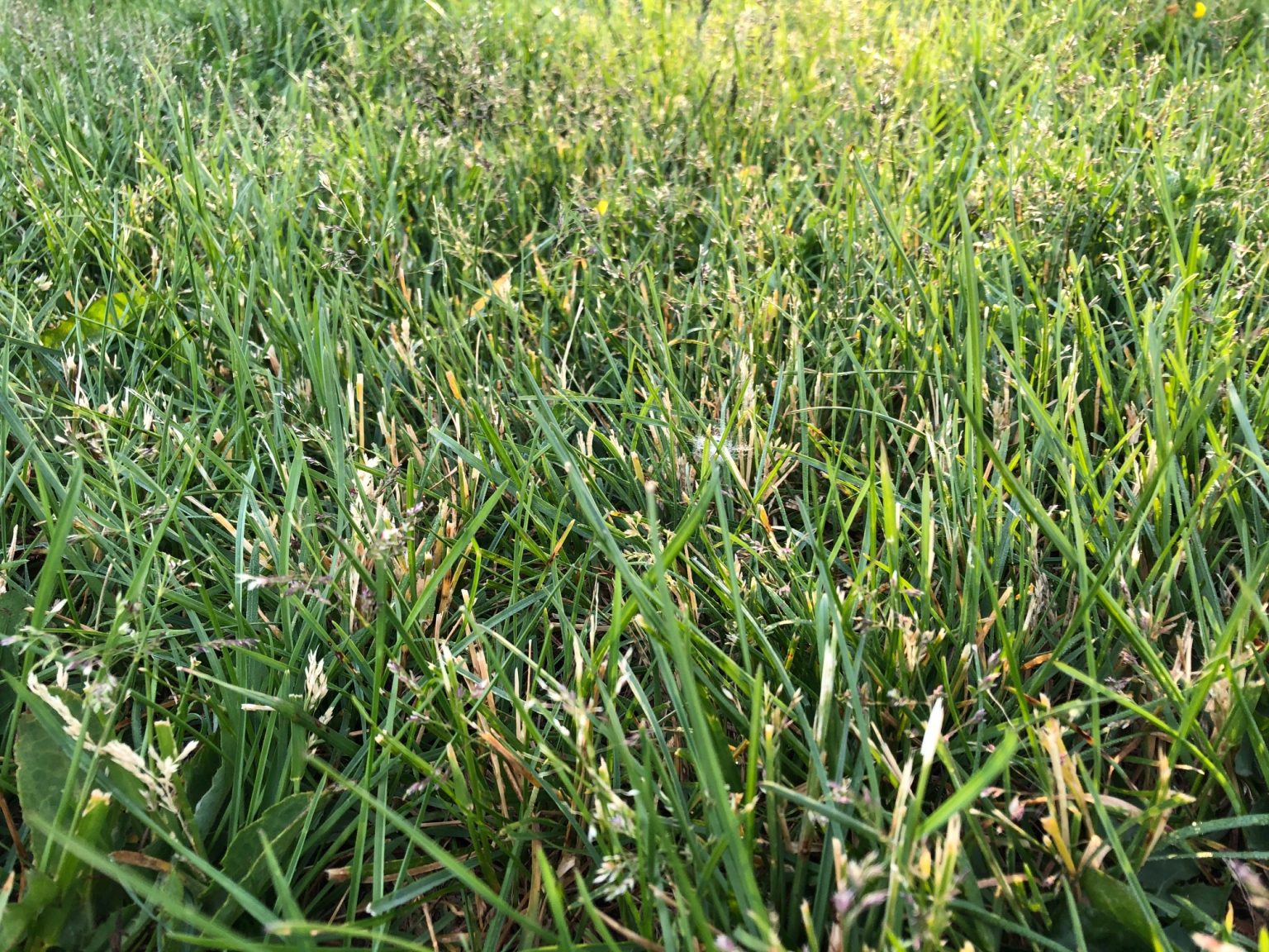 Is my lawn full of weeds? What you need to know about grass seedheads Manderley
